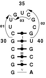 tRNA ASP anticodon loop